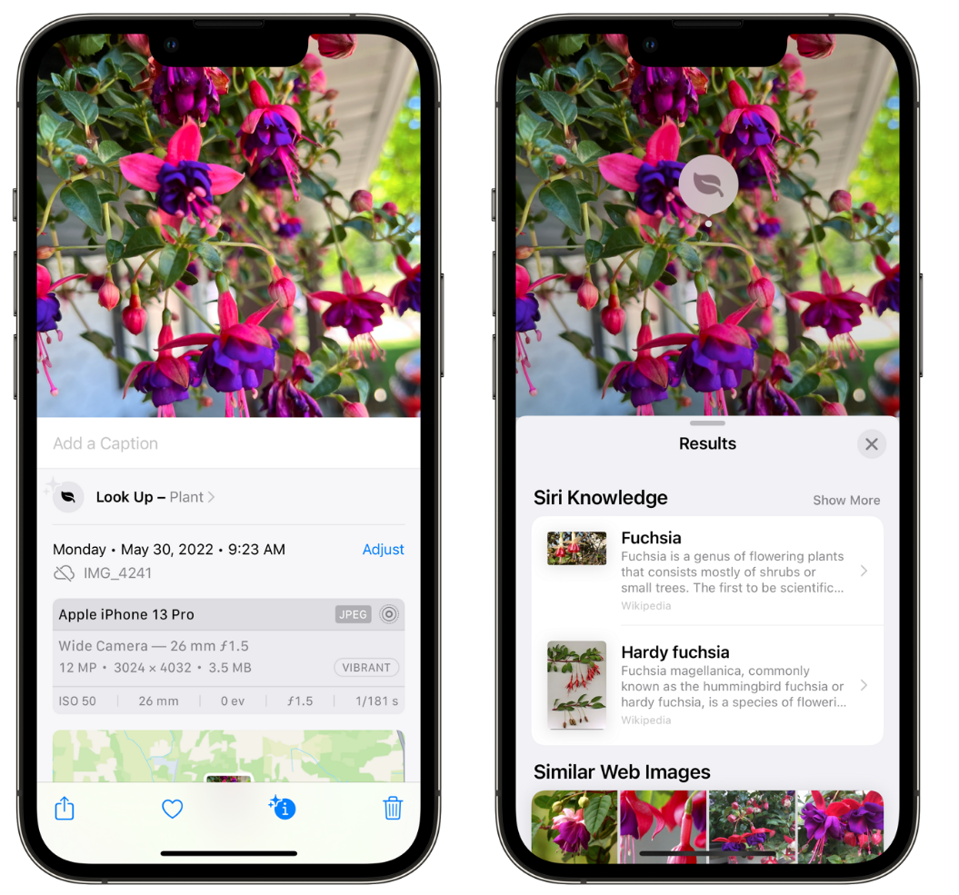 昆山苹果手机维修分享小技巧：使用 iPhone 相机识别花卉植物 